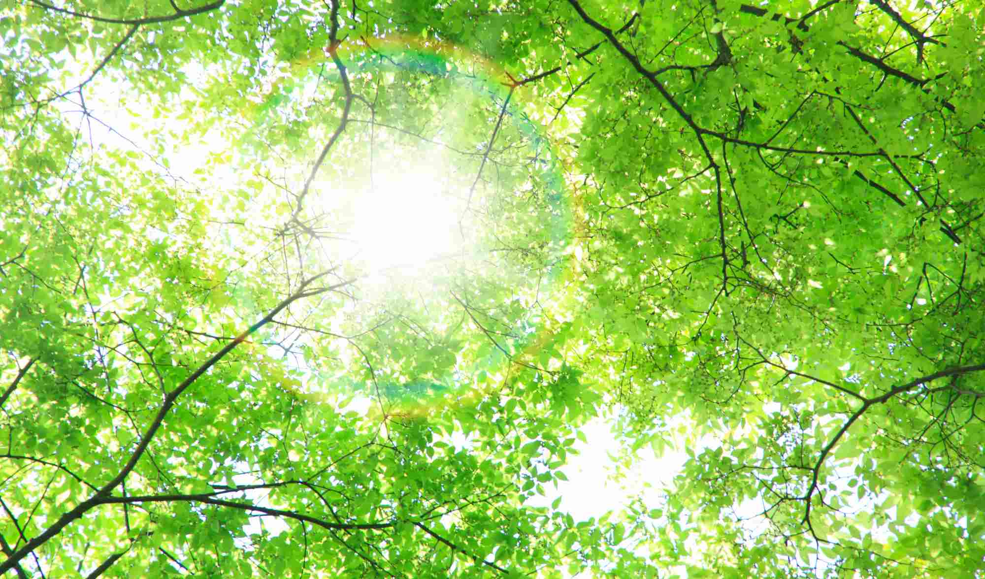 Goodies Greenwashing : comment choisir des objets publicitaires vraiment écoresponsables